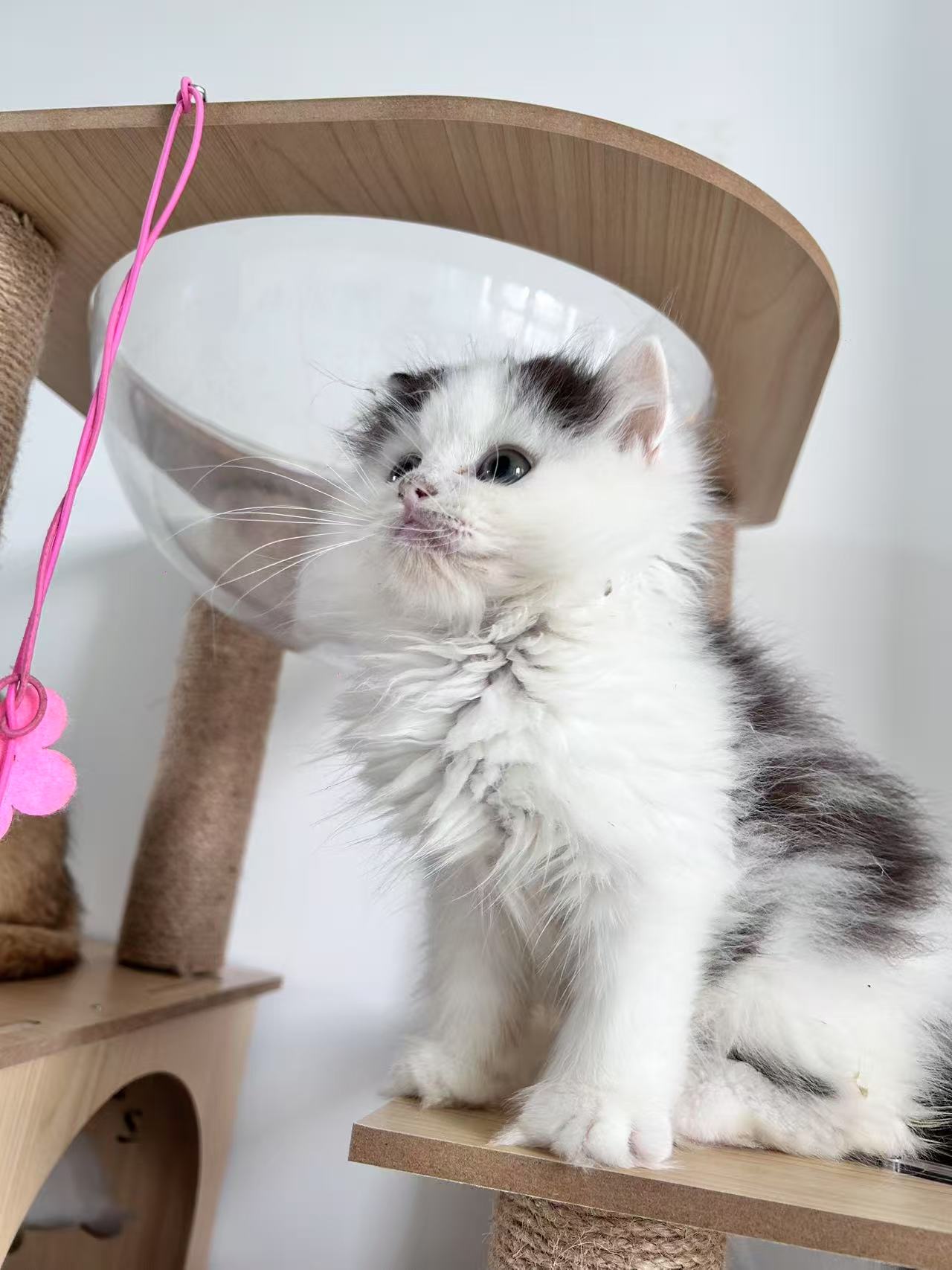 奶牛猫弟弟